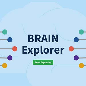 Brain Explorer icon