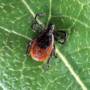 An up close photo of a small orange and black tick sitting on a leaf.