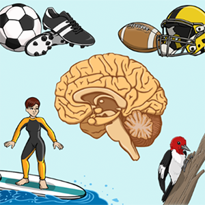 A variety of sports equipment surrounding a brain