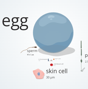 Illustration showing the scale of an unfertilized egg cell in comparison to a sperm and a skin cell.