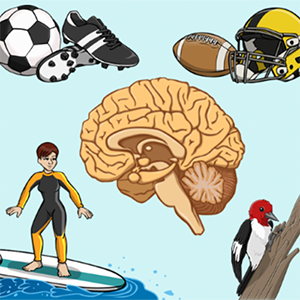 Illustrated collage of a soccer ball and cleats, a football and helmet, a woodpecker on a tree, and a person surfing, all surrounding a human brain.