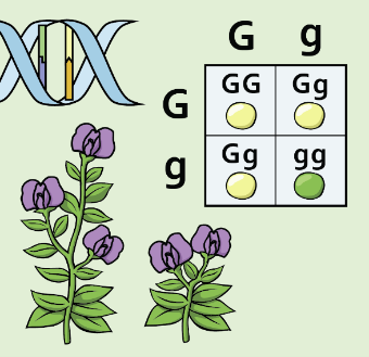 Illustrative collage of a DNA double helix, a Punnett square, and a pair of flowers.