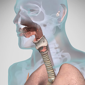 Airway system highlighted inside the outline of a human body.