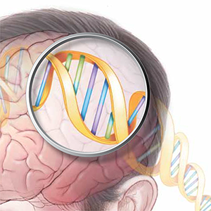 Illustration of a human brain with a magnifying glass up against it, zooming in on a DNA double helix.