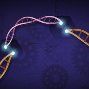 A pink double helix filling a break in an orange double helix.